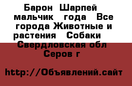 Барон (Шарпей), мальчик 3 года - Все города Животные и растения » Собаки   . Свердловская обл.,Серов г.